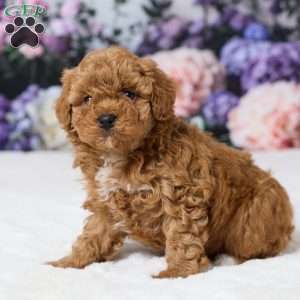 Teddy, Miniature Poodle Puppy